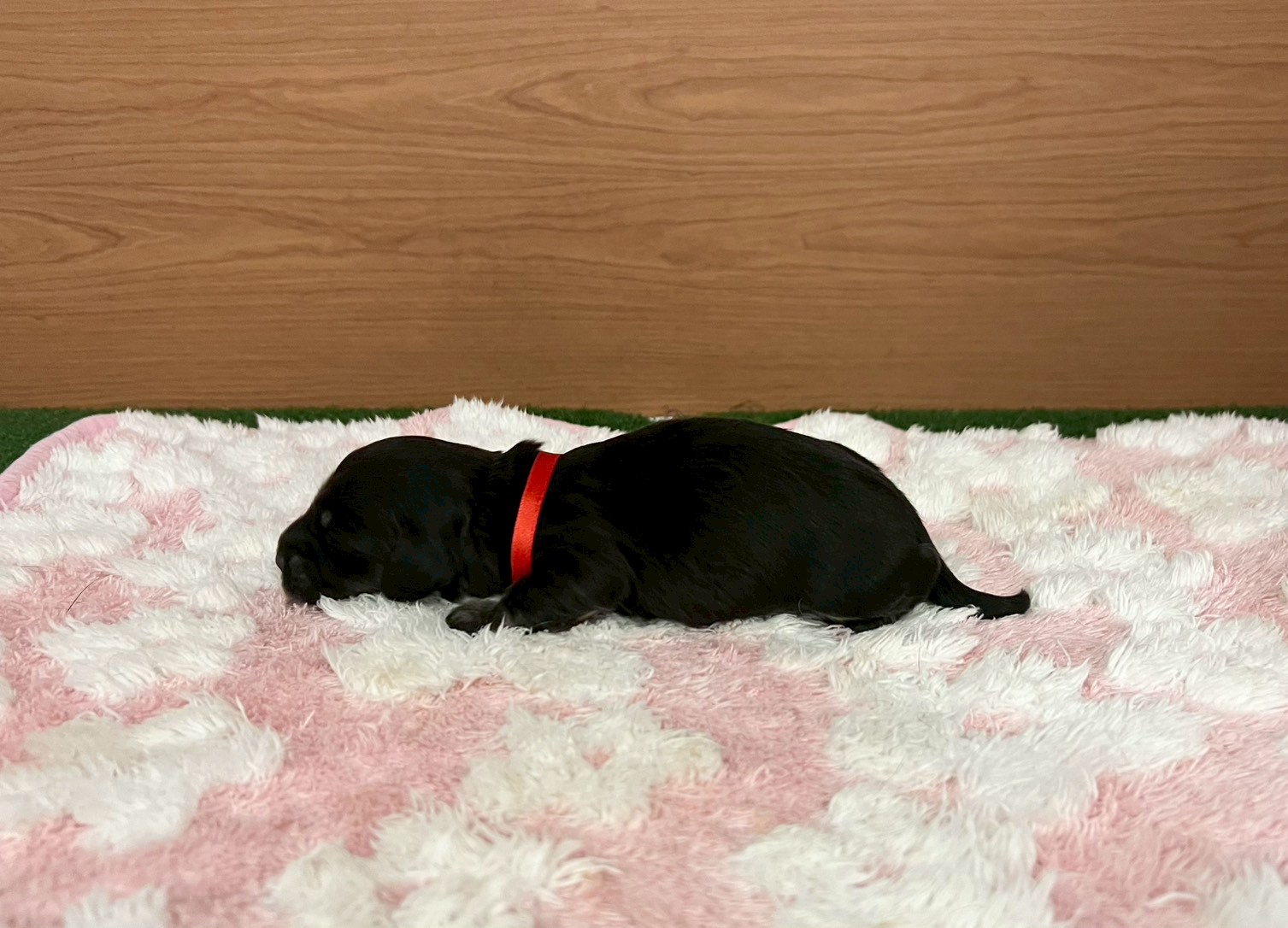 赤ちゃん写真1-2