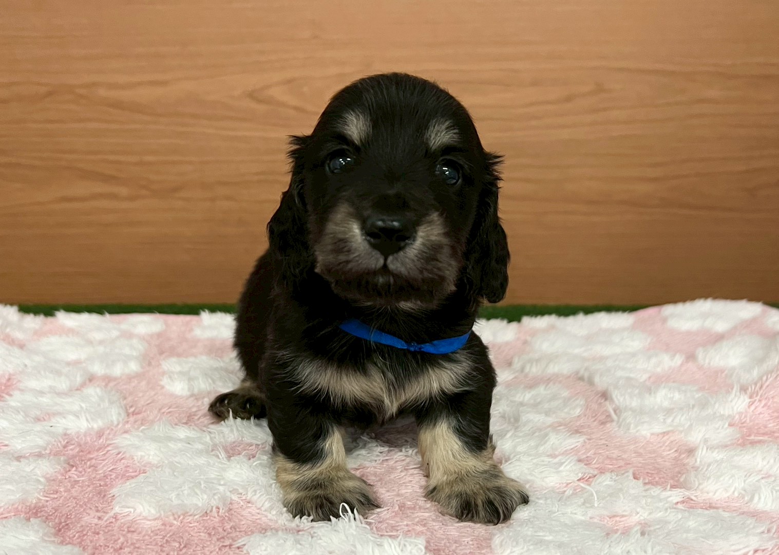 ミニチュア・ダックスフンド