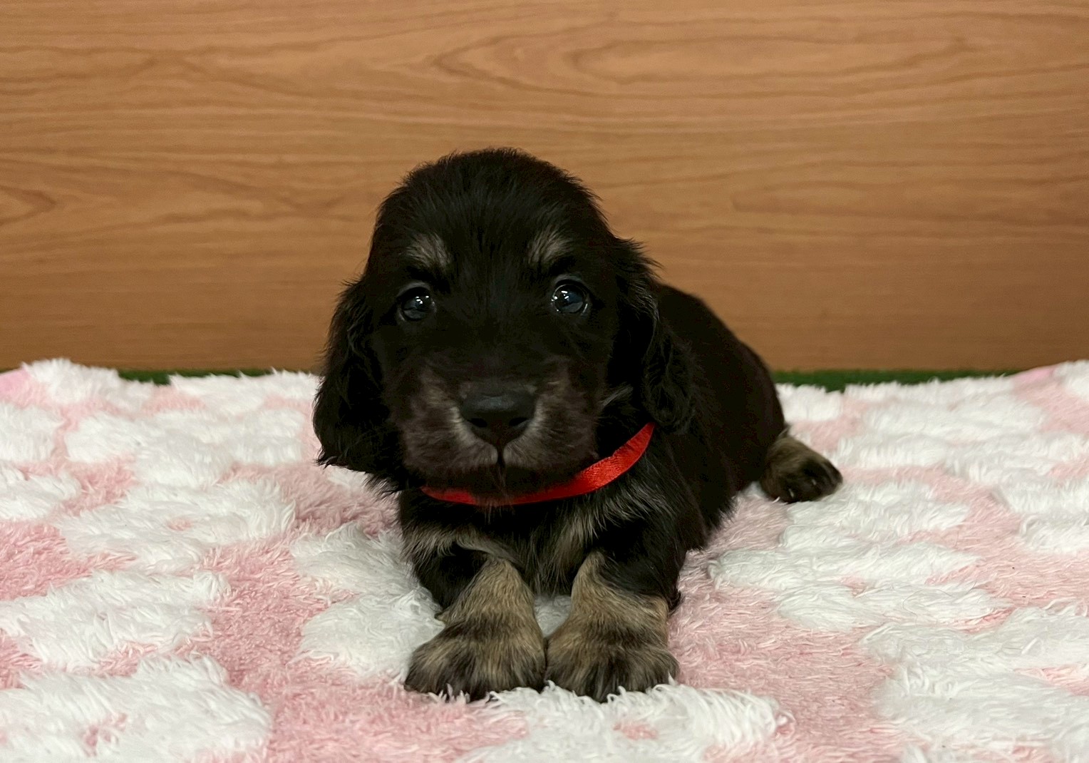 ミニチュア・ダックスフンド