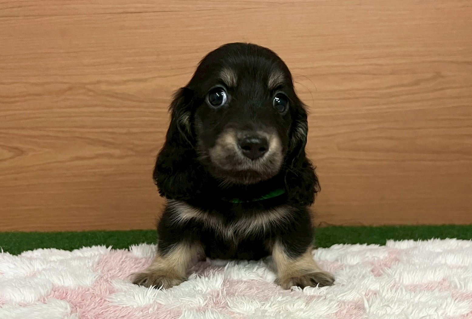 ミニチュア・ダックスフンド