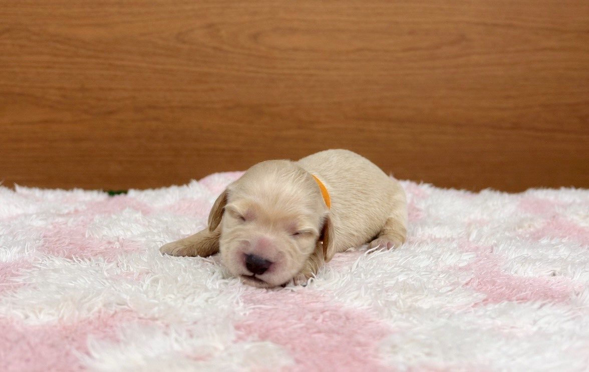 ミニチュア・ダックスフンド