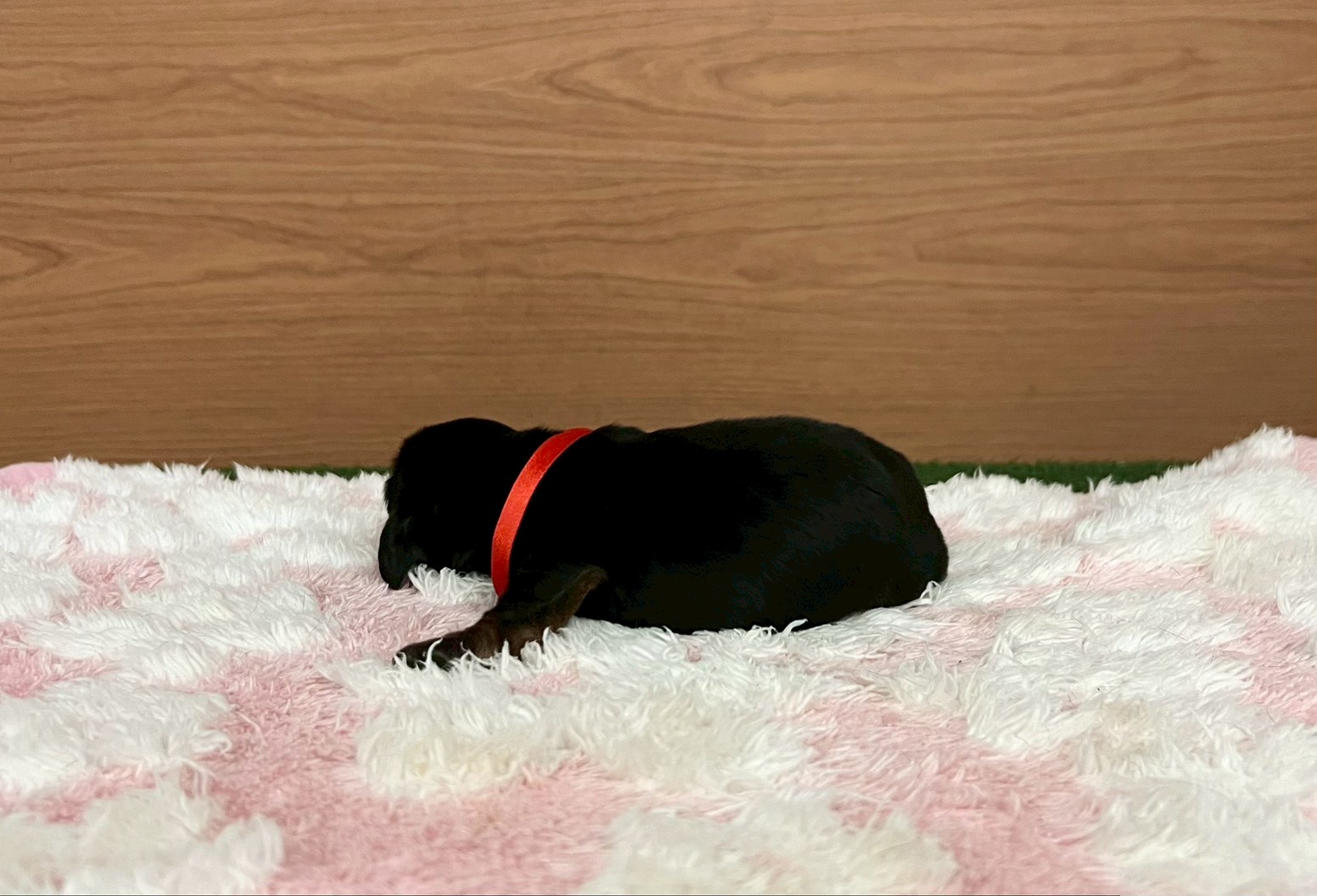 赤ちゃん写真1-2