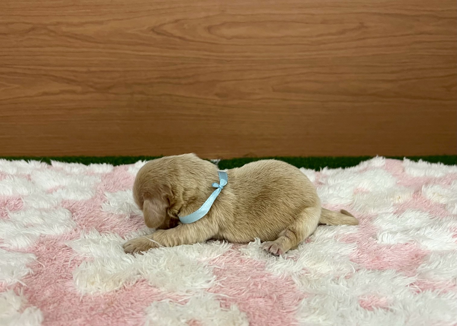 赤ちゃん写真1-2