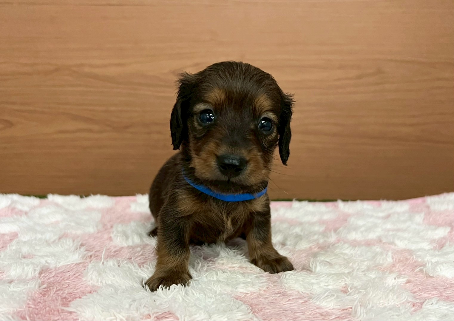 ミニチュア・ダックスフンド