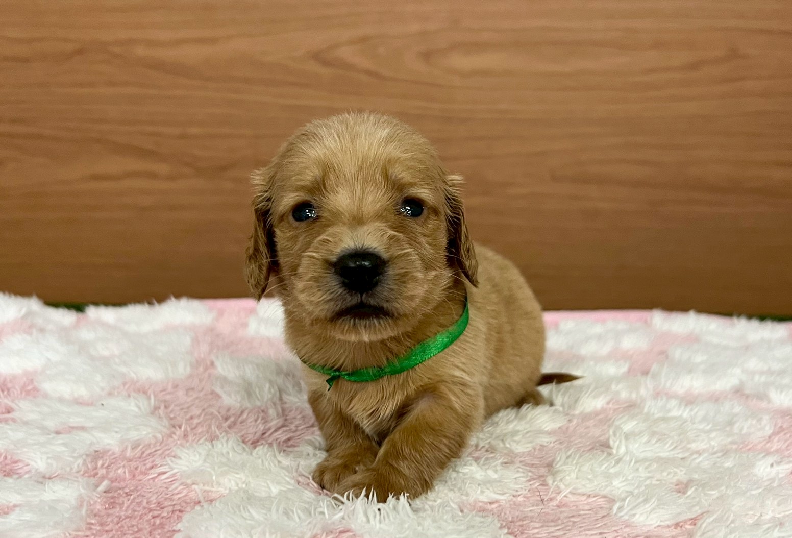 ミニチュア・ダックスフンド