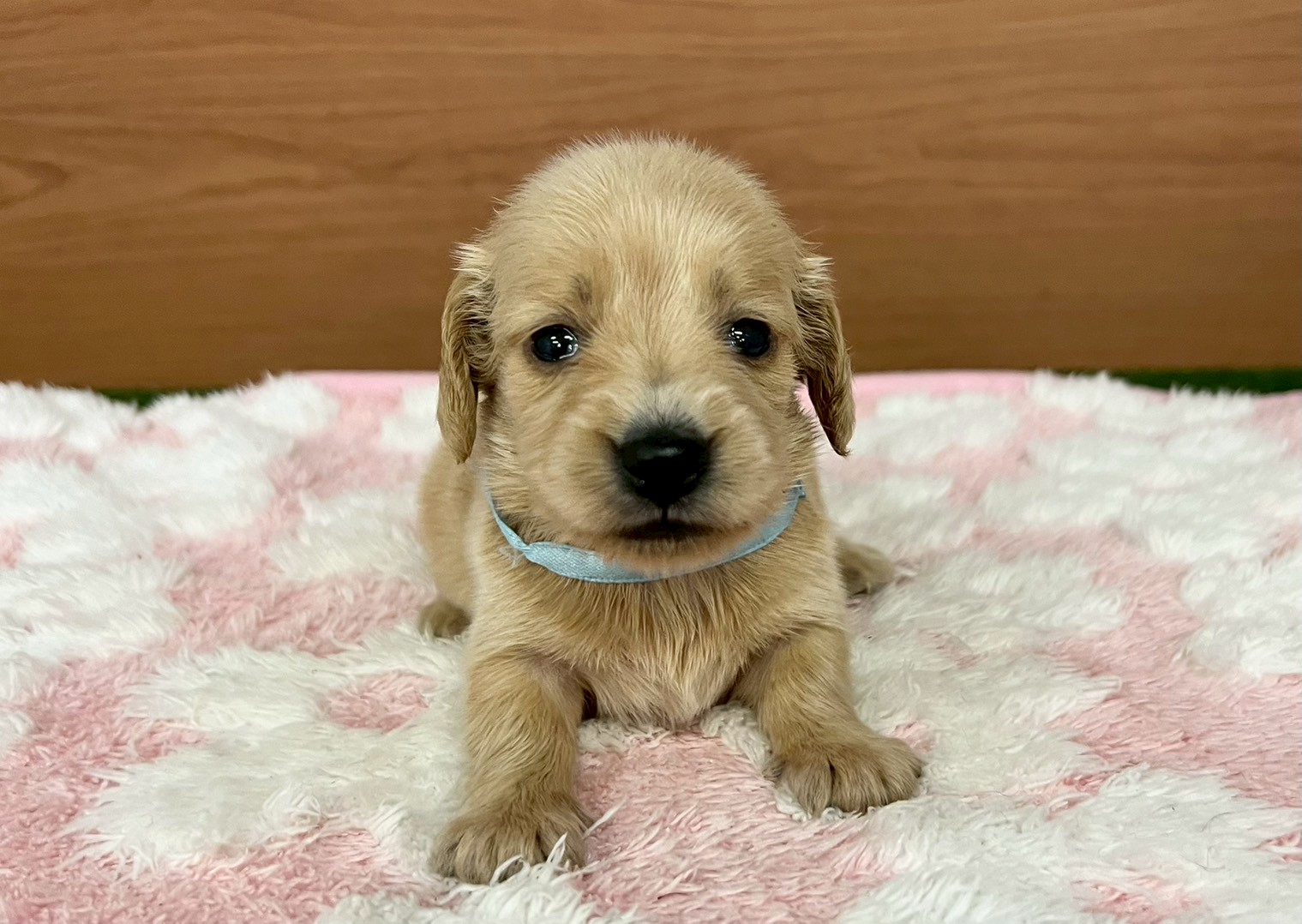 ミニチュア・ダックスフンド