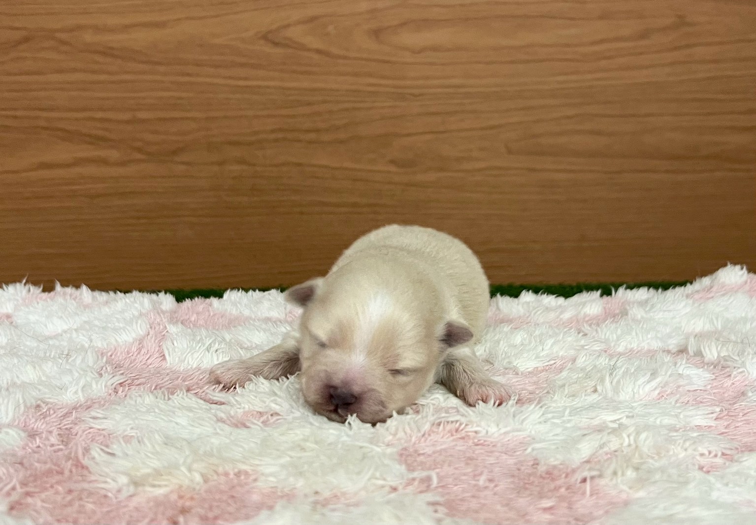 赤ちゃん写真1-1