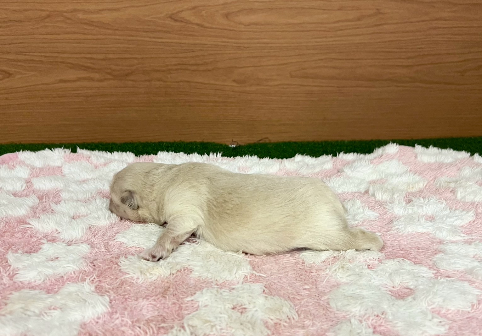 赤ちゃん写真1-2