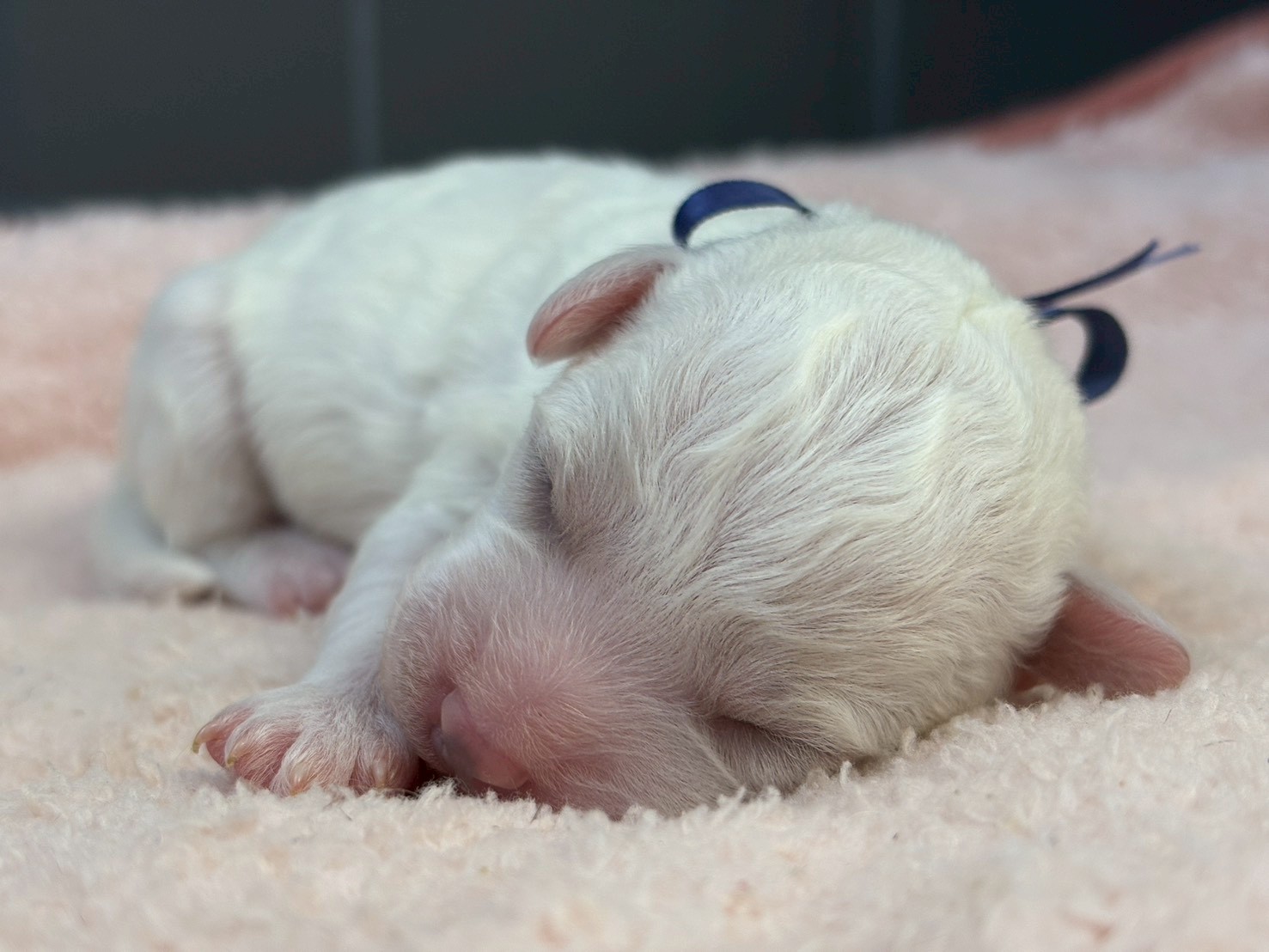 ビション・フリーゼ