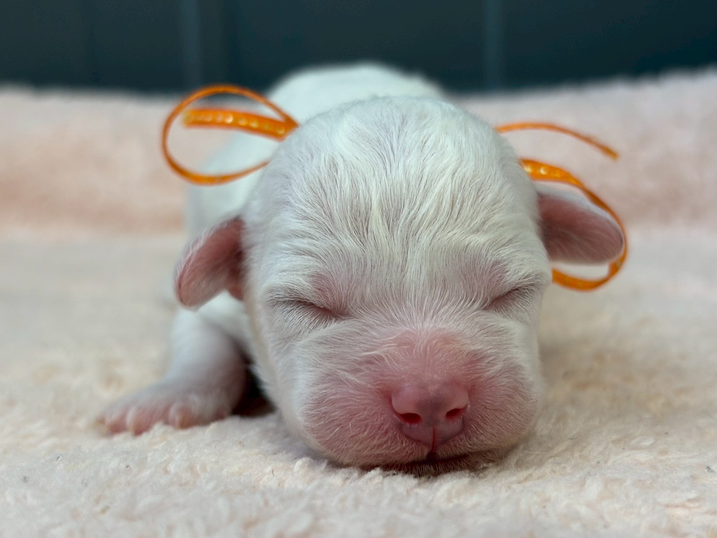 ビション・フリーゼ