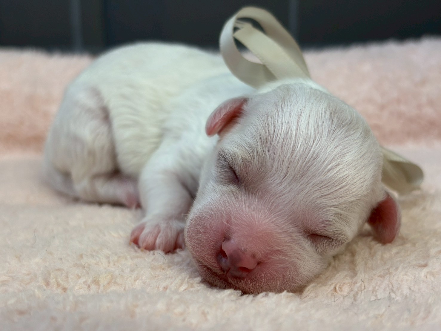 ビション・フリーゼ