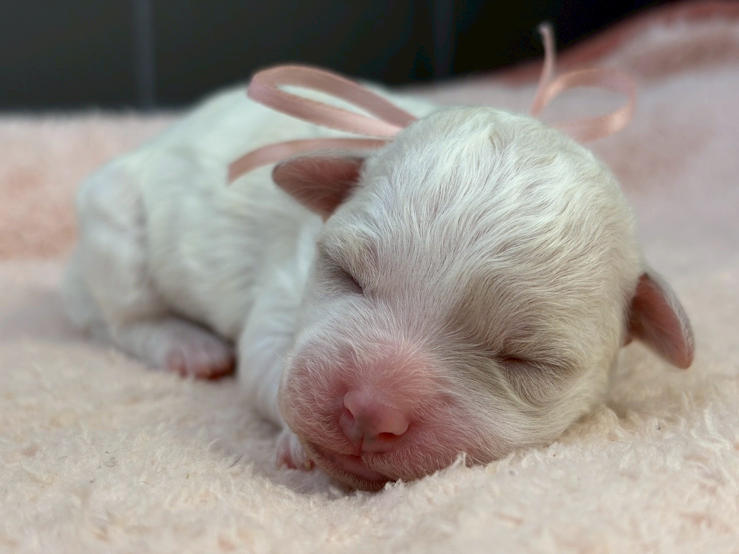 ビション・フリーゼ