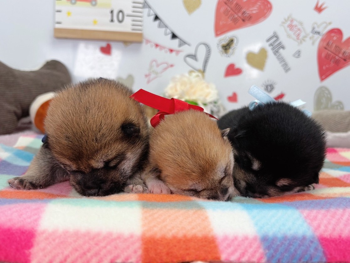 赤ちゃん写真1-3