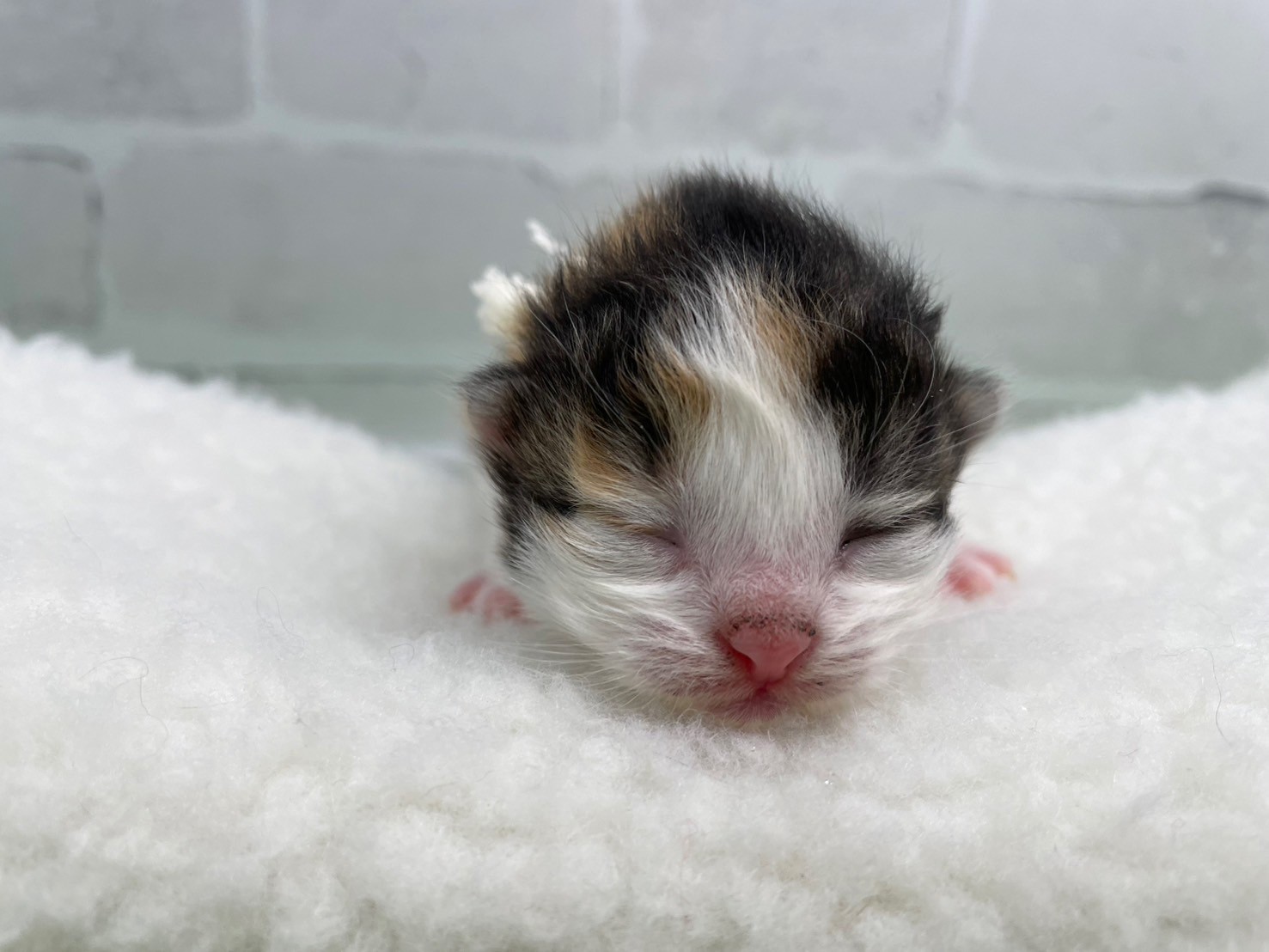 ノルウェージャン・フォレストキャット