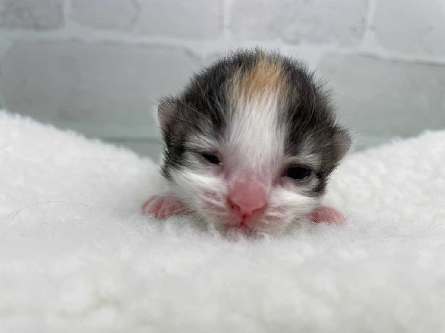 ノルウェージャン・フォレストキャット