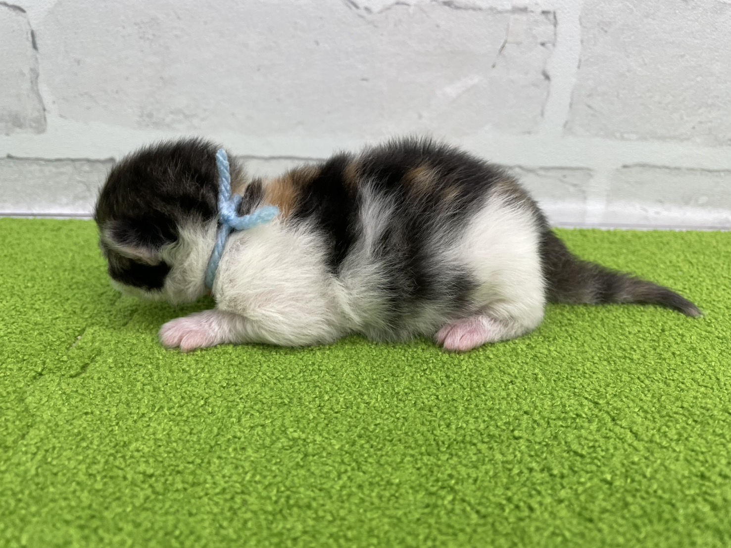 赤ちゃん写真1-2