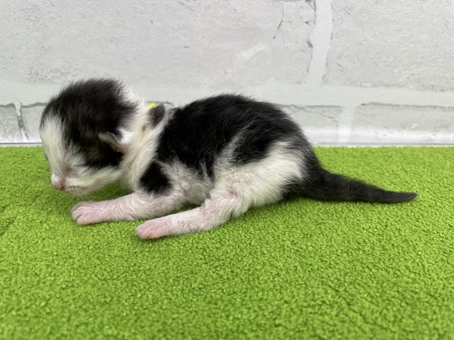 赤ちゃん写真1-2