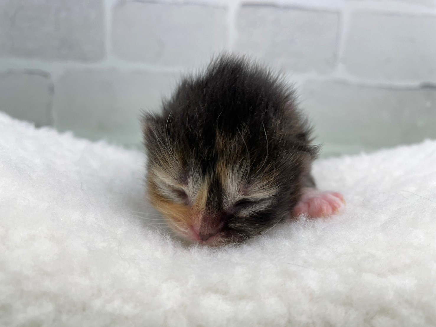 ノルウェージャン・フォレストキャット