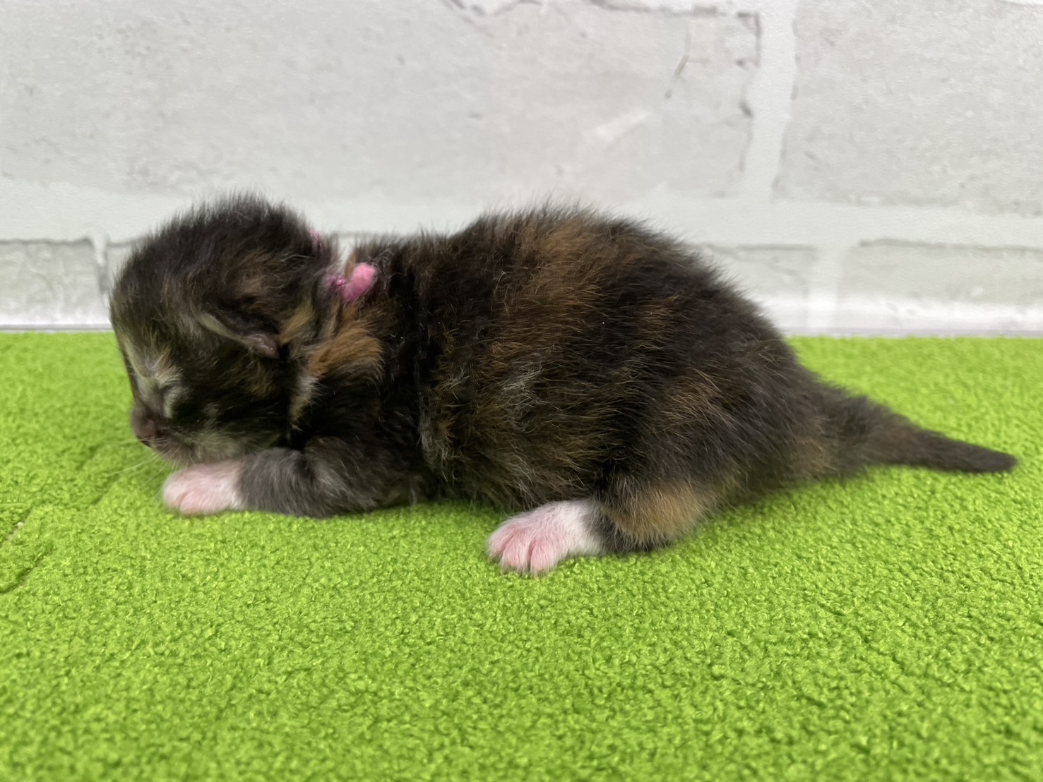 赤ちゃん写真1-2