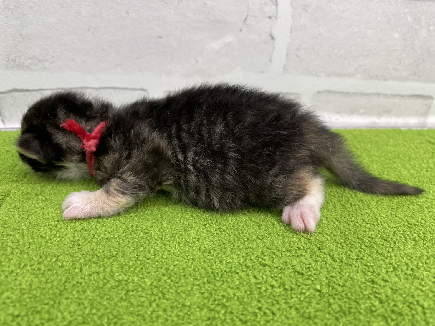 赤ちゃん写真1-2