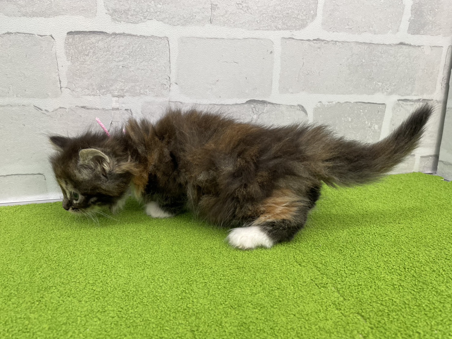 赤ちゃん写真2-2