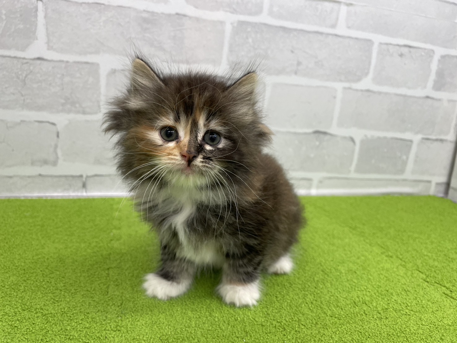 赤ちゃん写真3-1