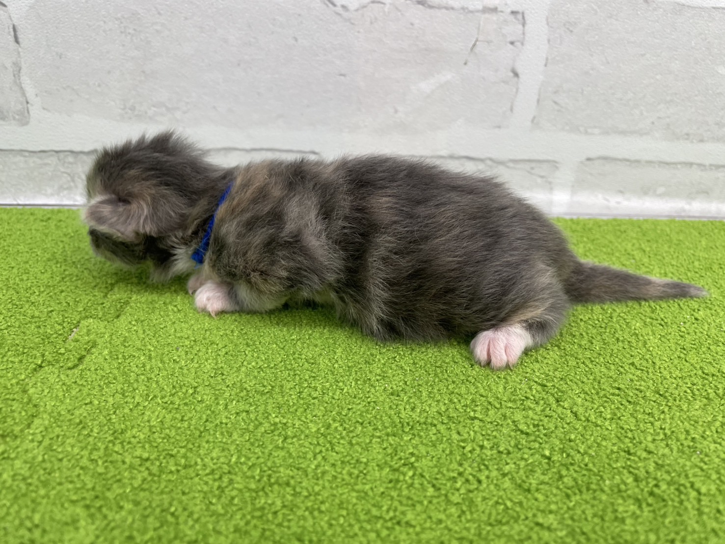 赤ちゃん写真1-2