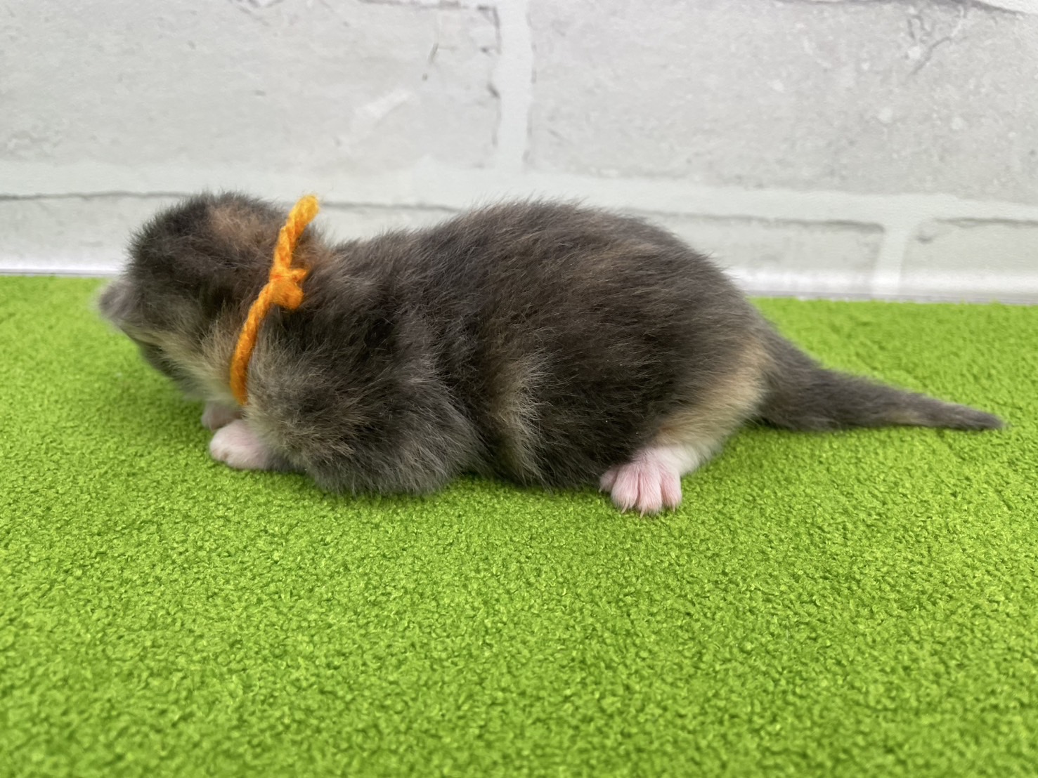 赤ちゃん写真1-2