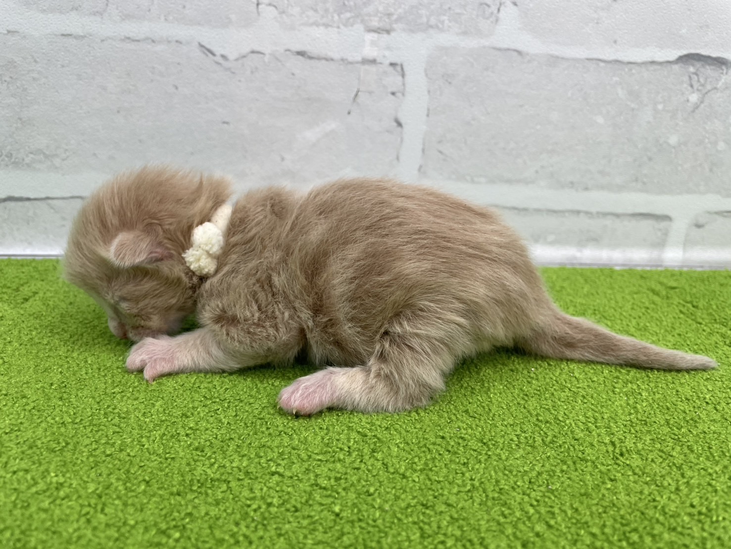 赤ちゃん写真1-2