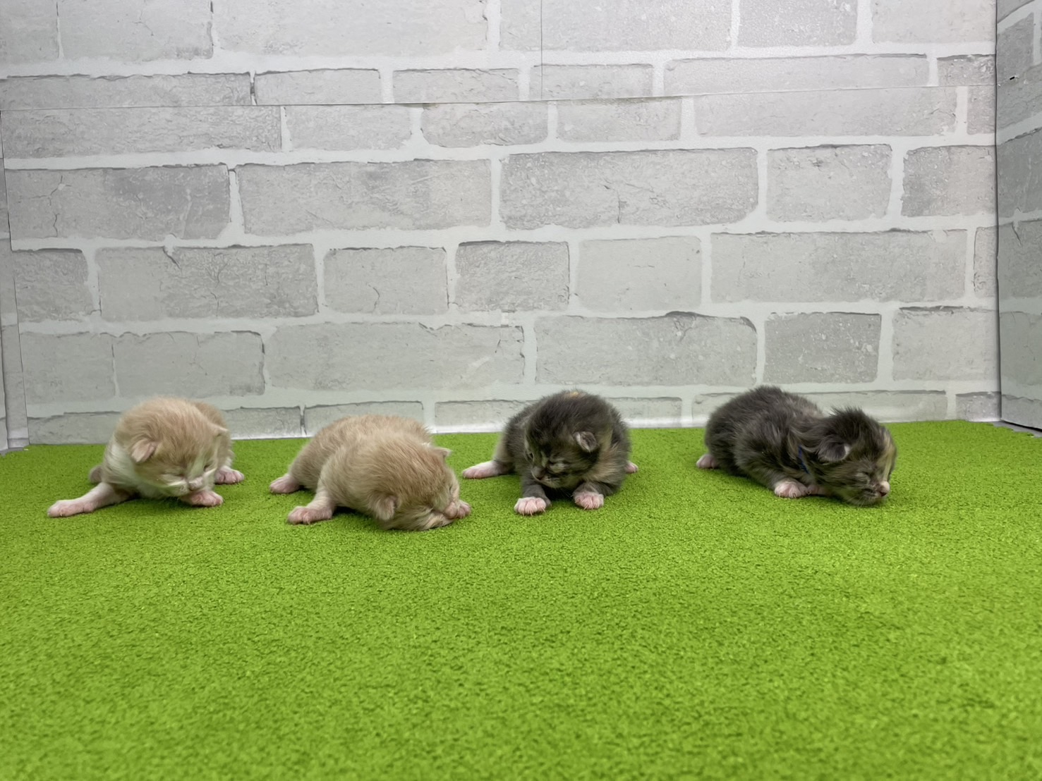 赤ちゃん写真1-3