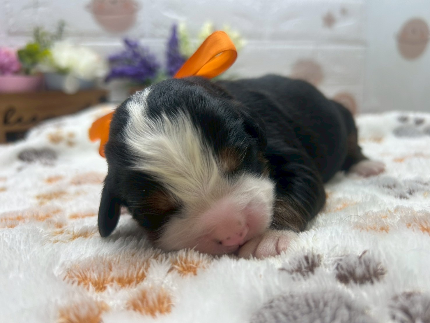 バーニーズマウンテンドッグ