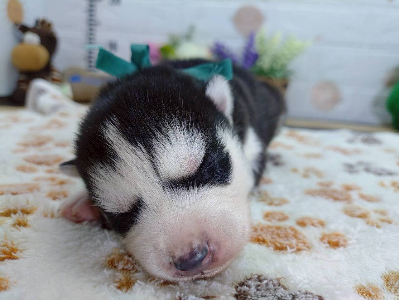 シベリアンハスキー