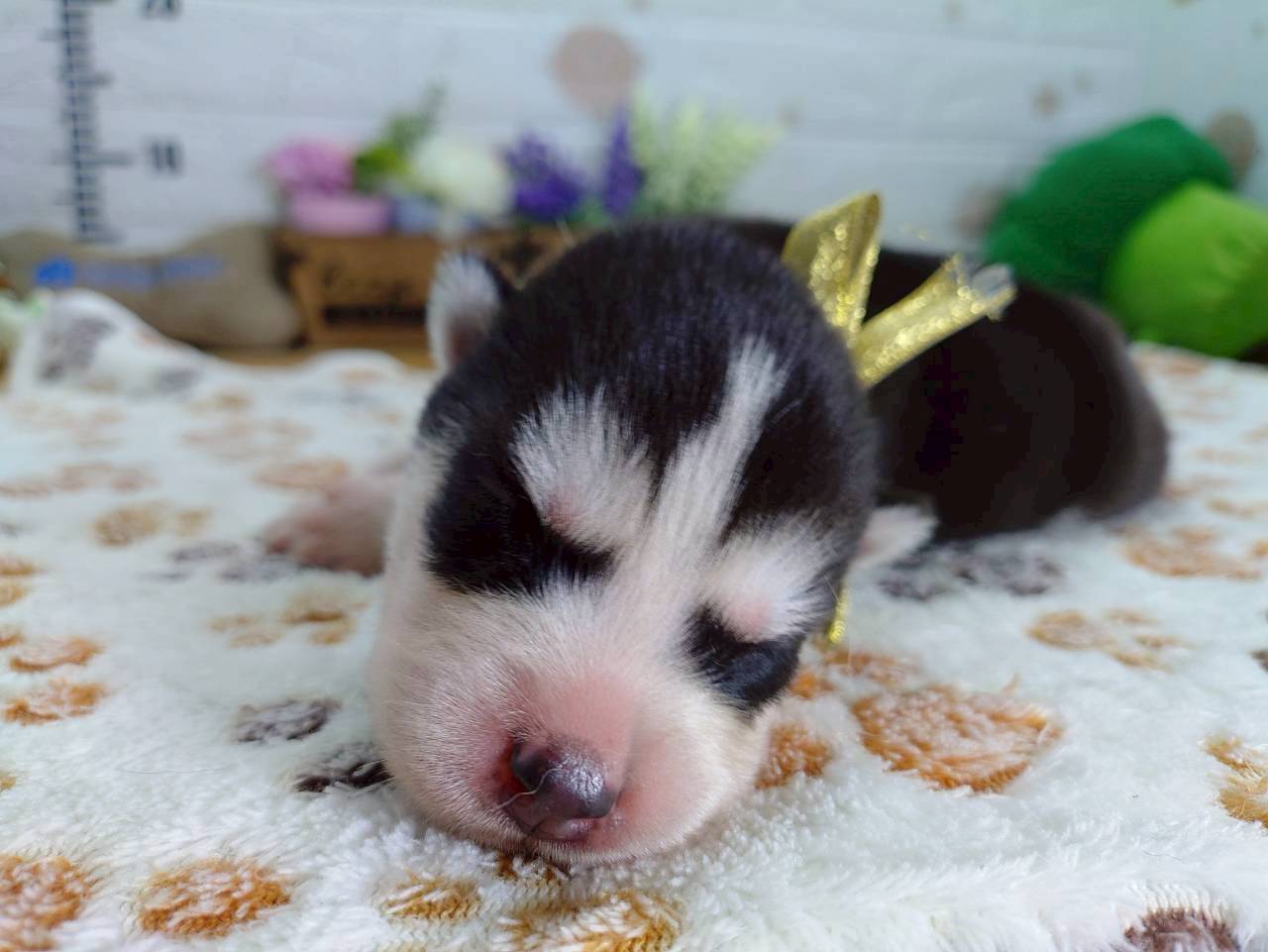 シベリアンハスキー