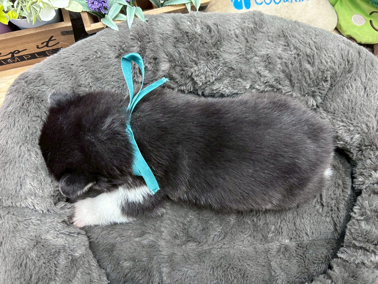 赤ちゃん写真2-3