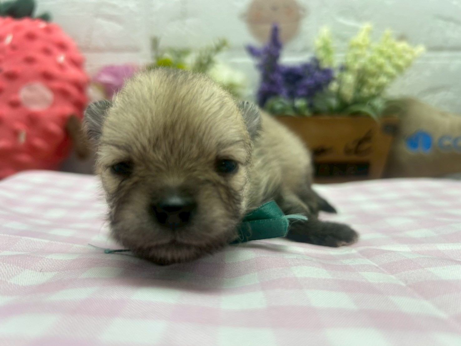 赤ちゃん写真2-1