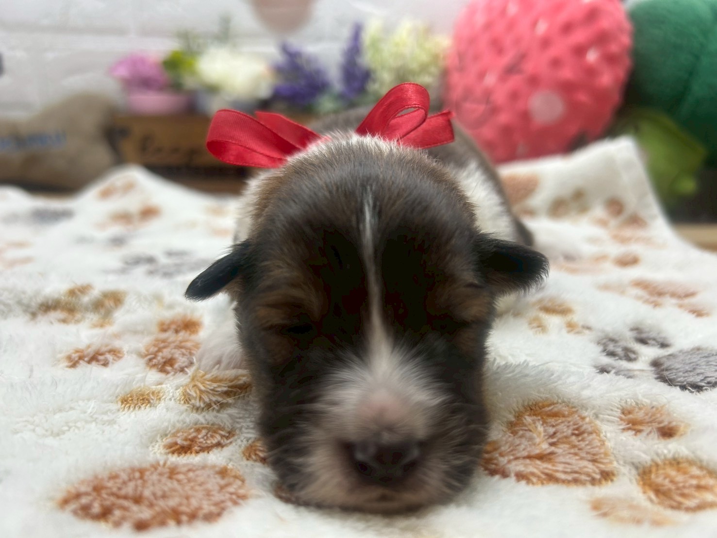 シェットランドシープドッグ