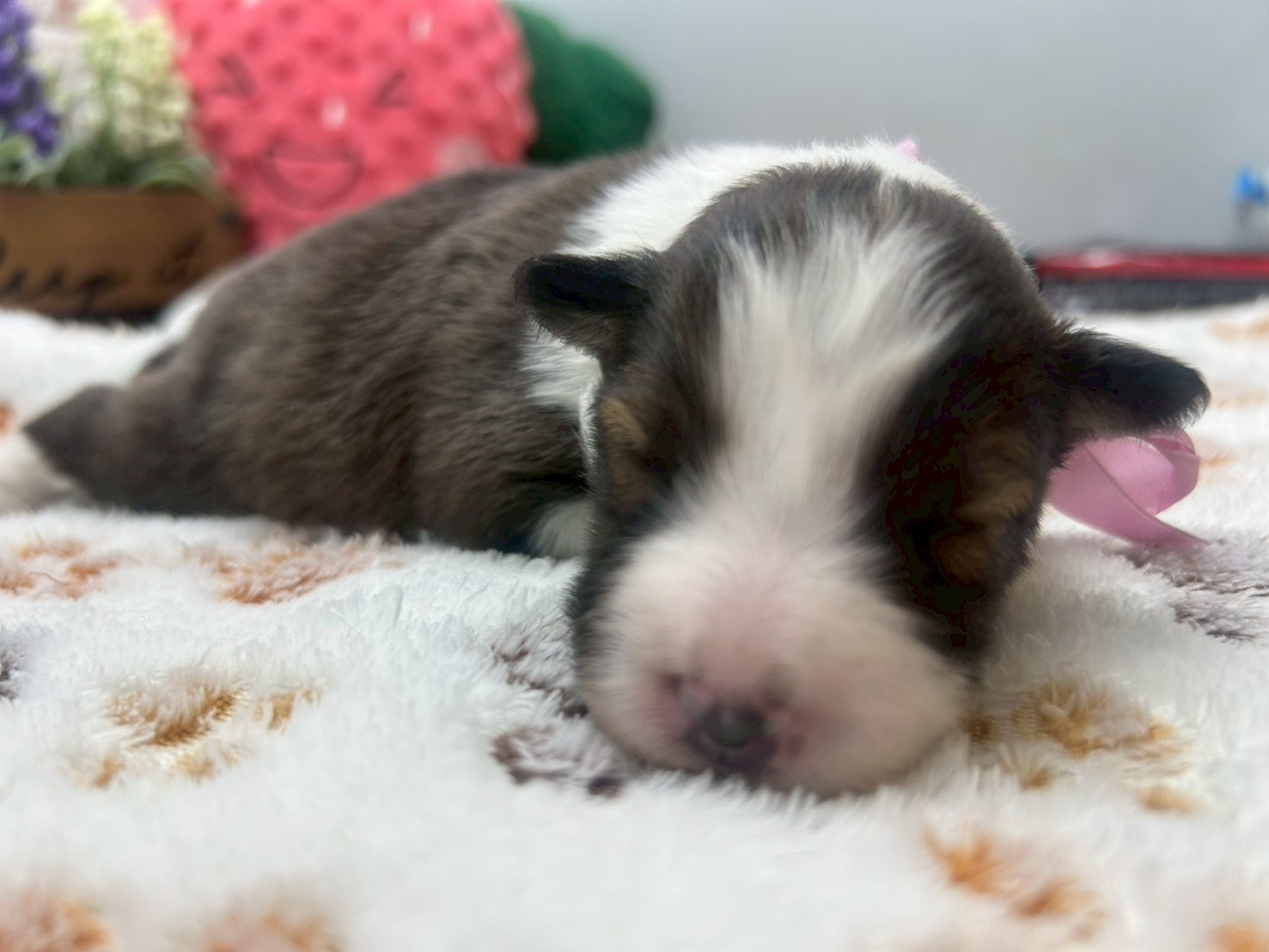 シェットランドシープドッグ