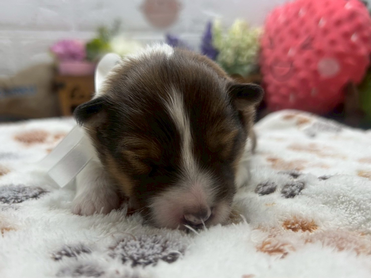 シェットランドシープドッグ