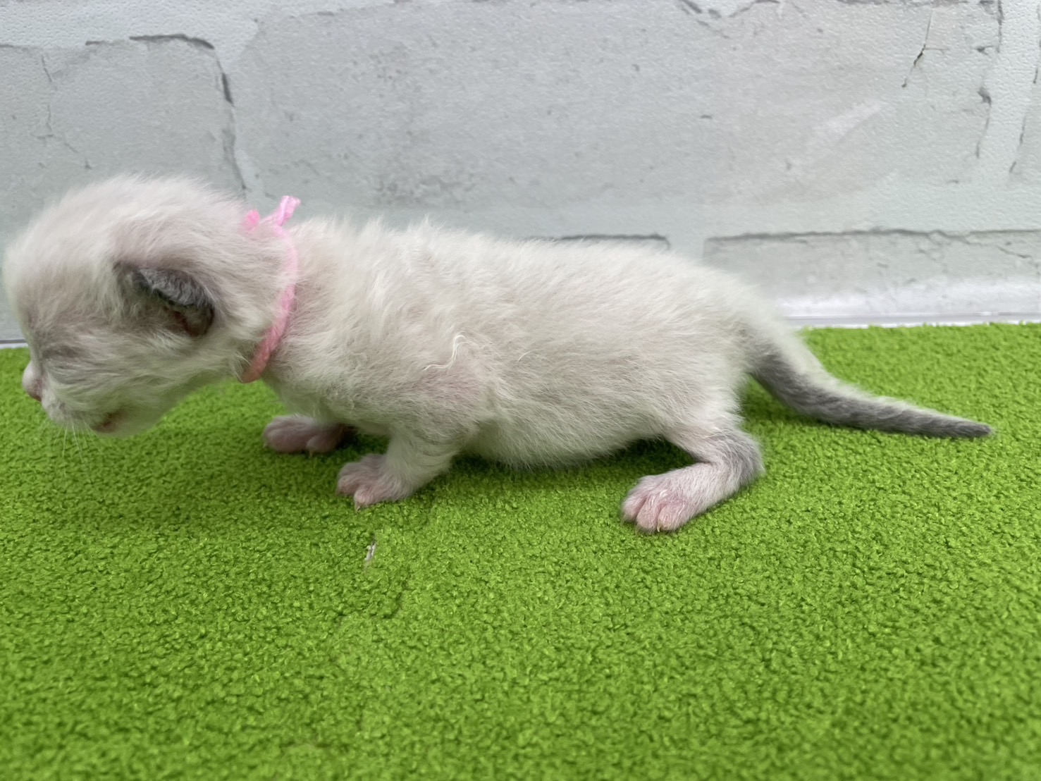 赤ちゃん写真1-2