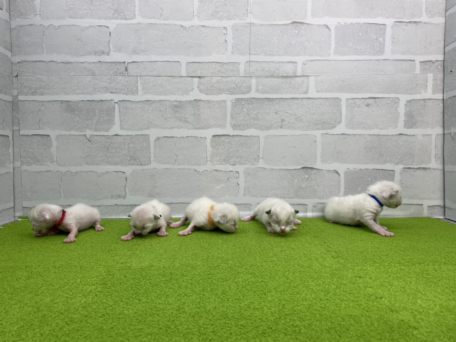 赤ちゃん写真1-3