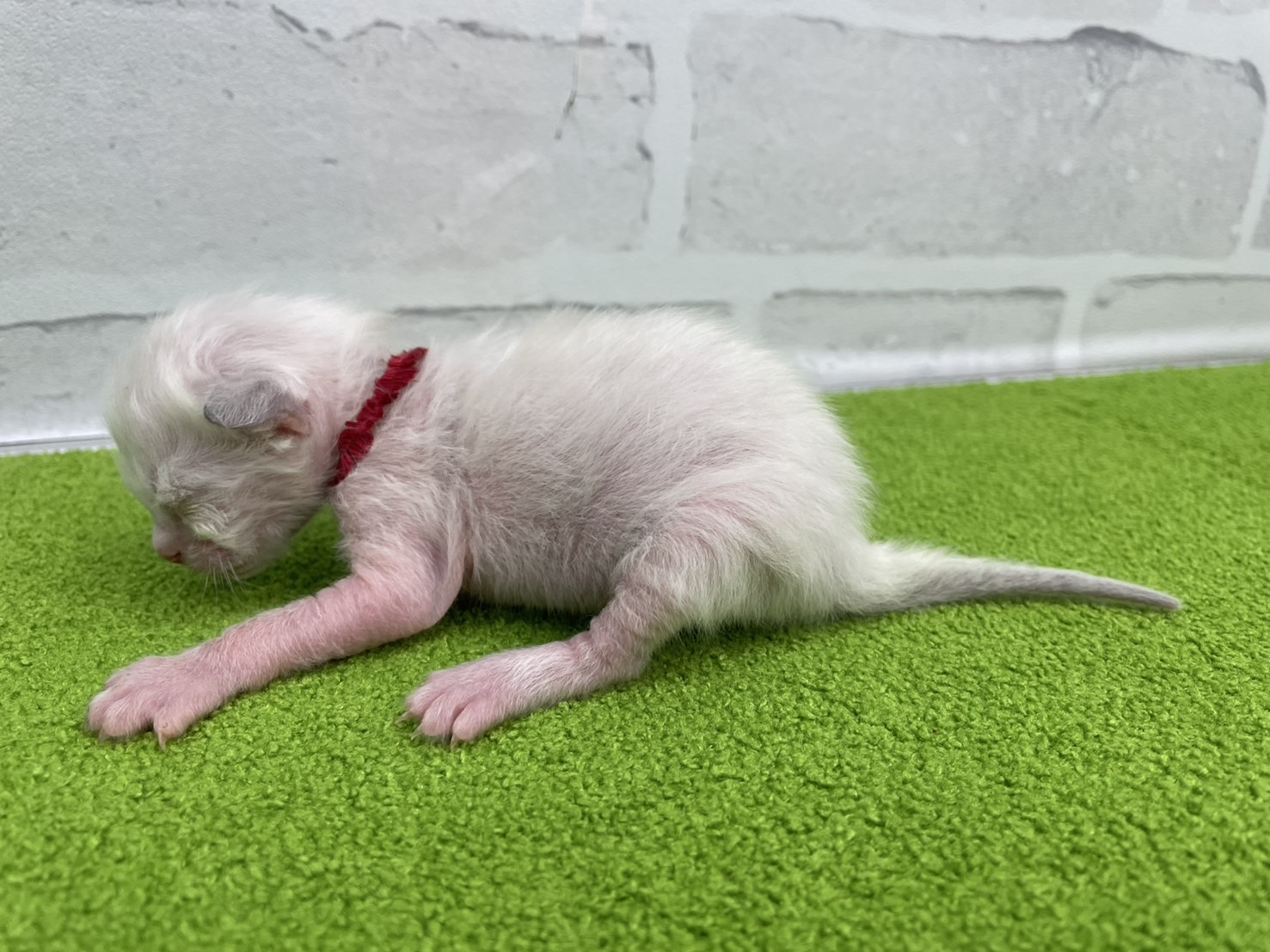 赤ちゃん写真1-2