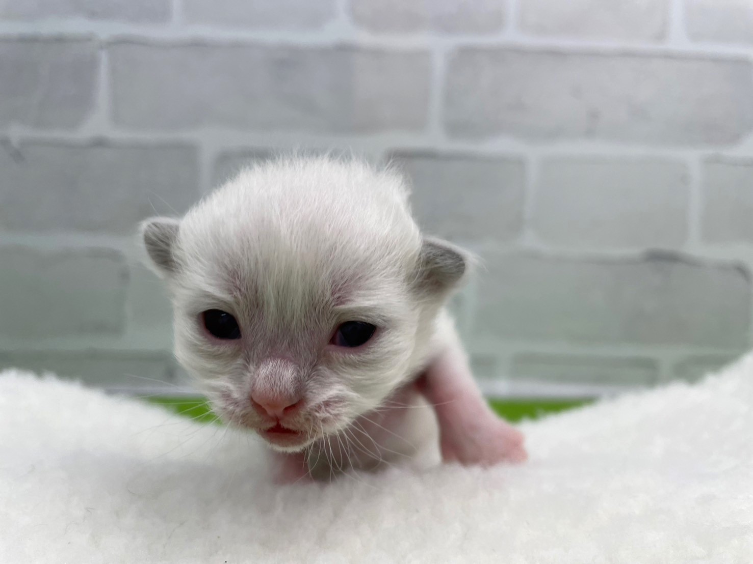 赤ちゃん写真1-1