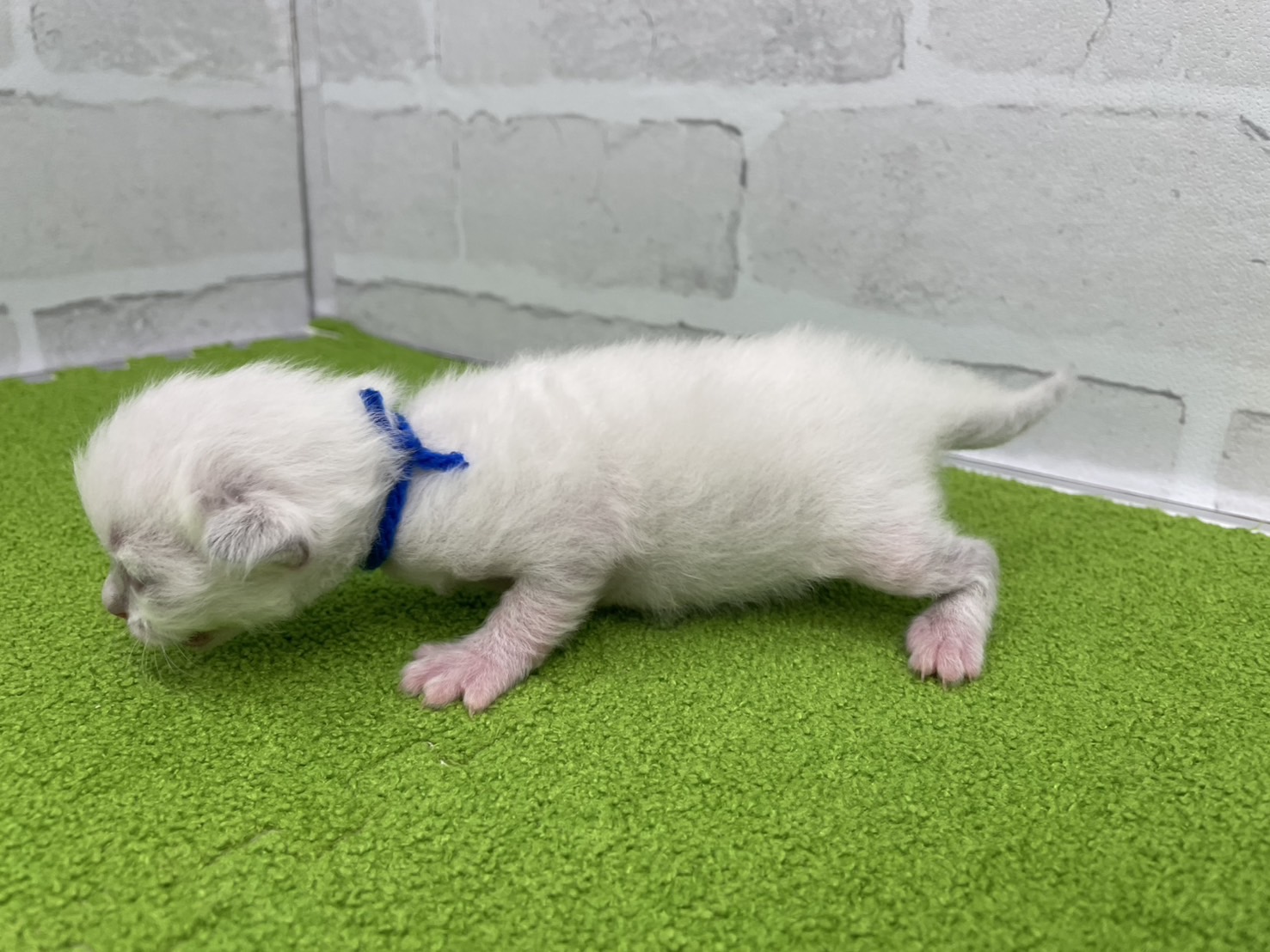 赤ちゃん写真1-2