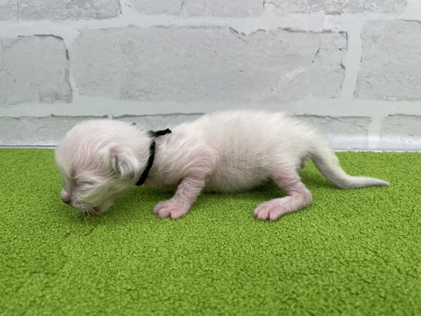 赤ちゃん写真1-2