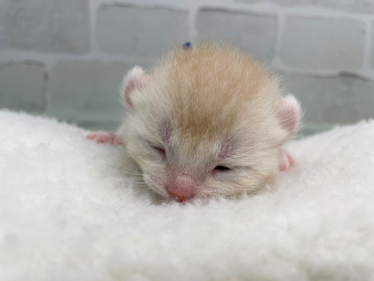 アメリカンカール