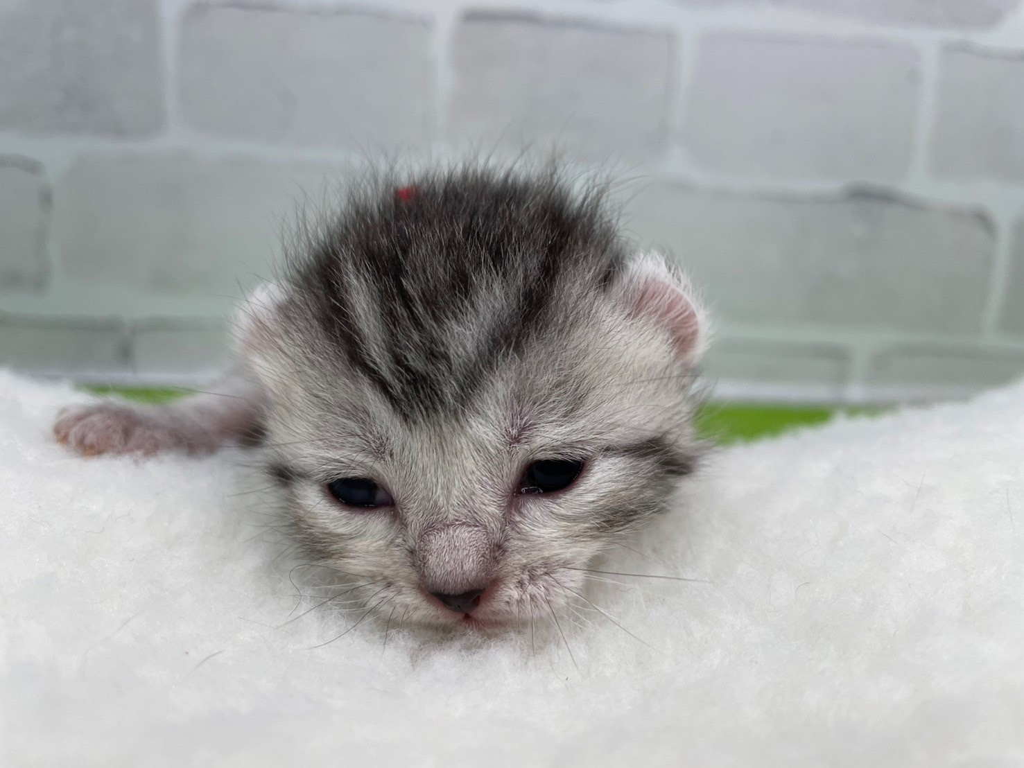 アメリカンカール