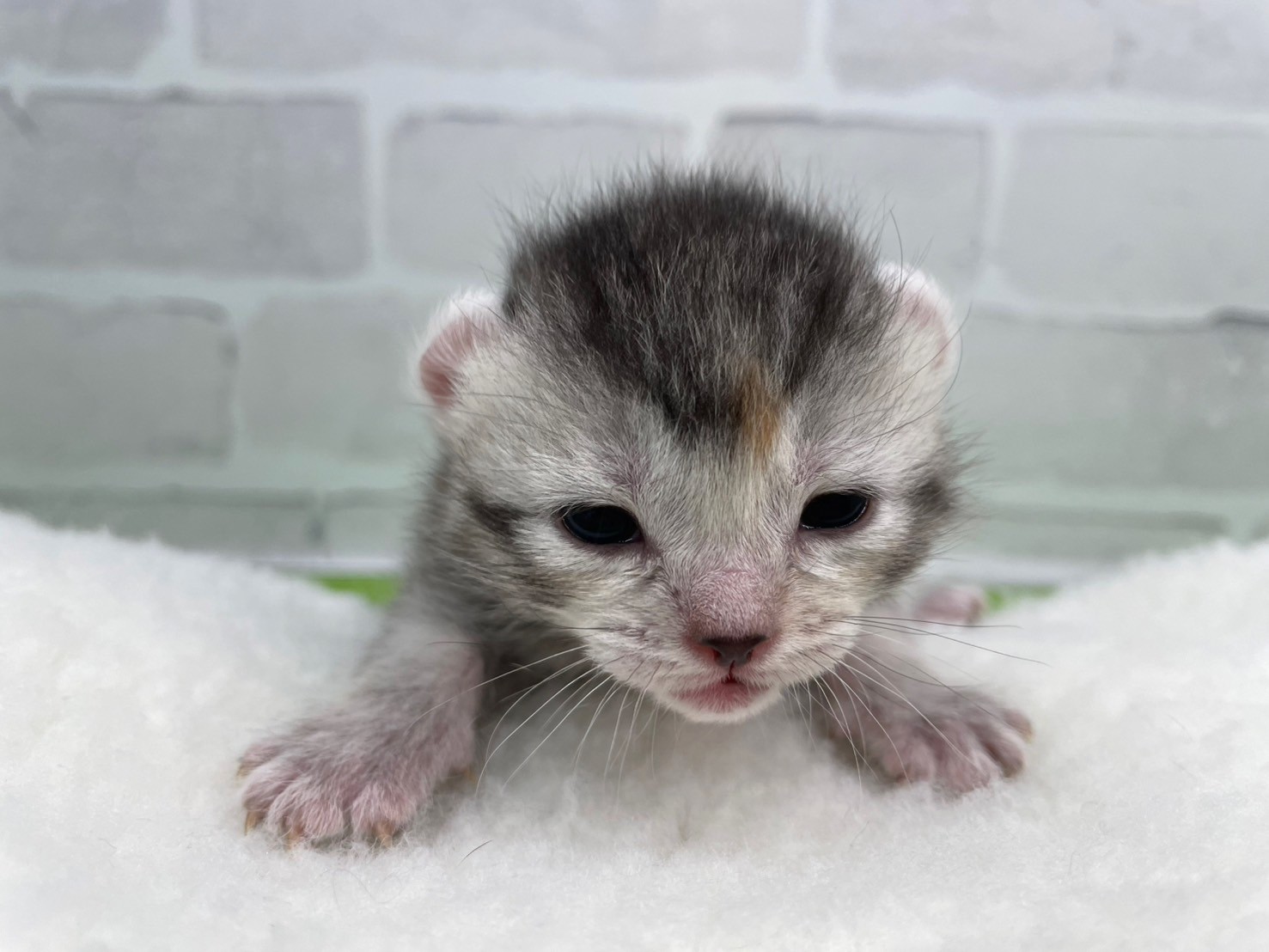 アメリカンカール