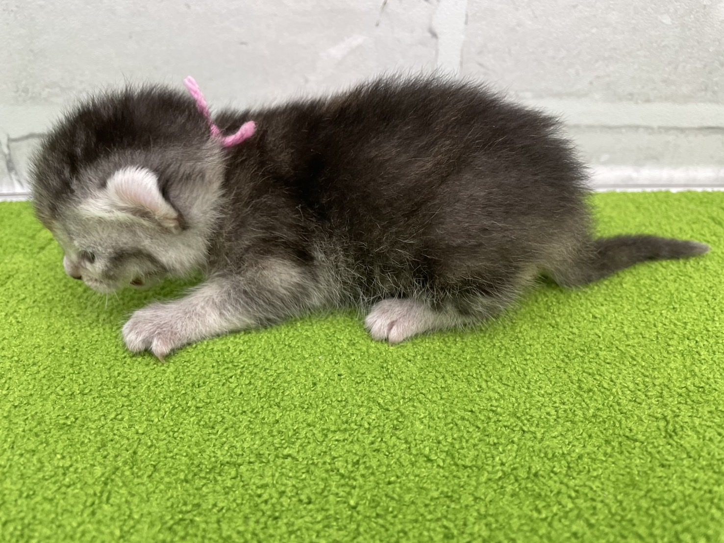 赤ちゃん写真1-2