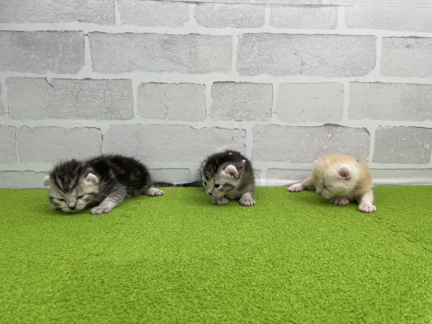 赤ちゃん写真1-3