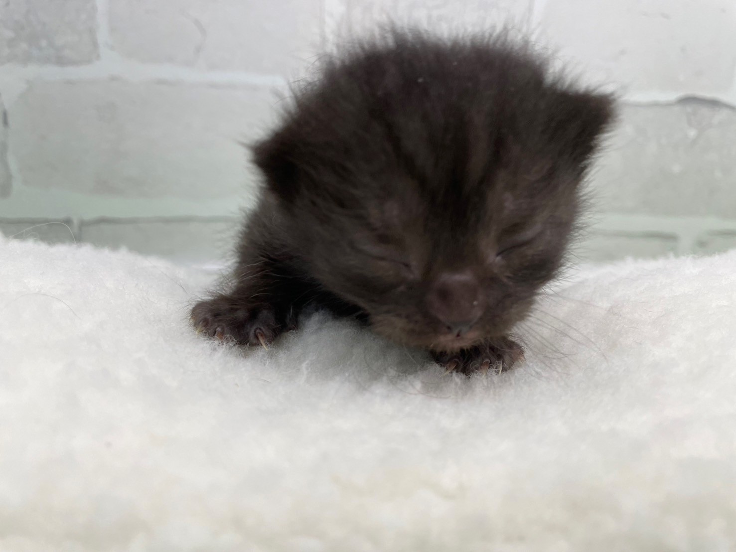 ブリティッシュショートヘアー